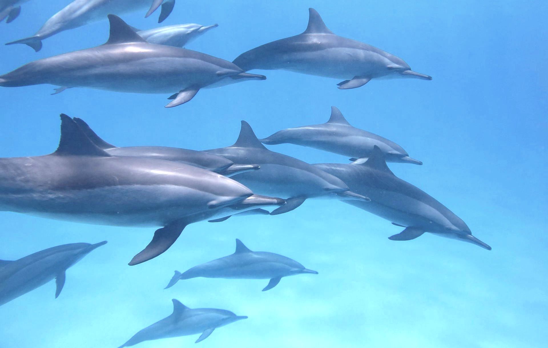 The Dolphins - A Poem by Sue Cartwright, Spiral Leaf