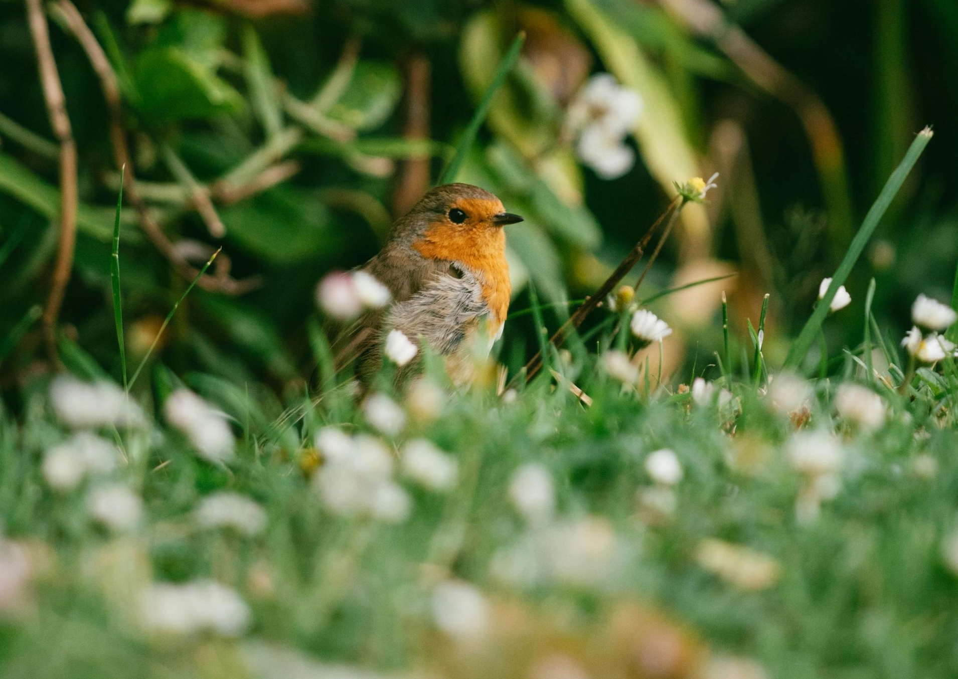 Things to do in Nature in February by Sue Cartwright, Spiral Leaf