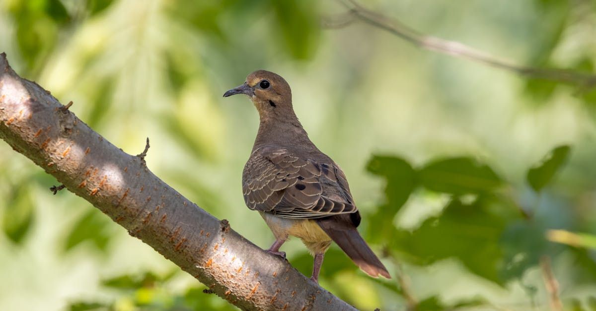 Welcome August (Almanac 2024) by Sue Cartwright, Spiral Leaf