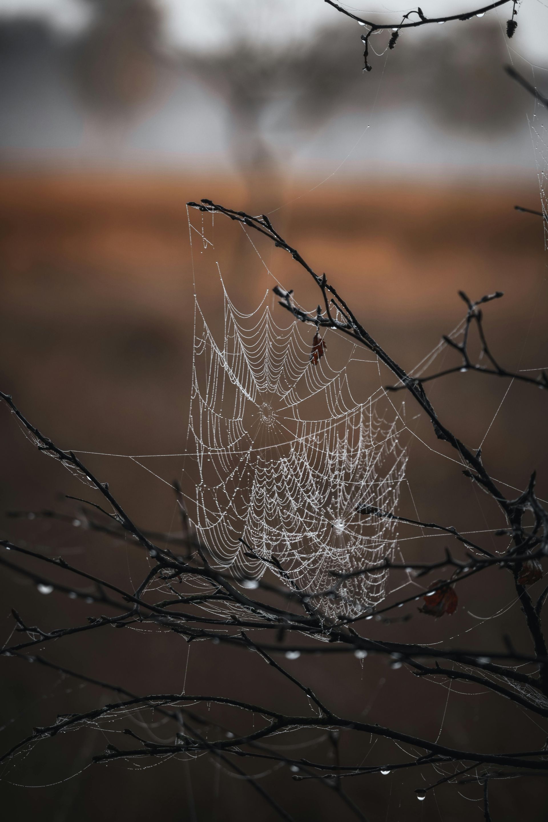 Welcome November - A Poem by Sue Cartwright, Spiral Leaf