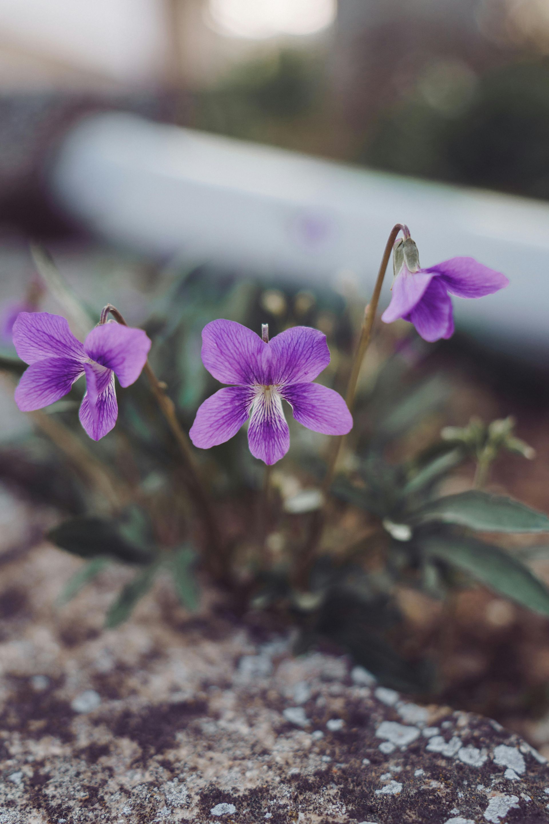 Welcome February (2026) by Sue Cartwright, Spiral Leaf