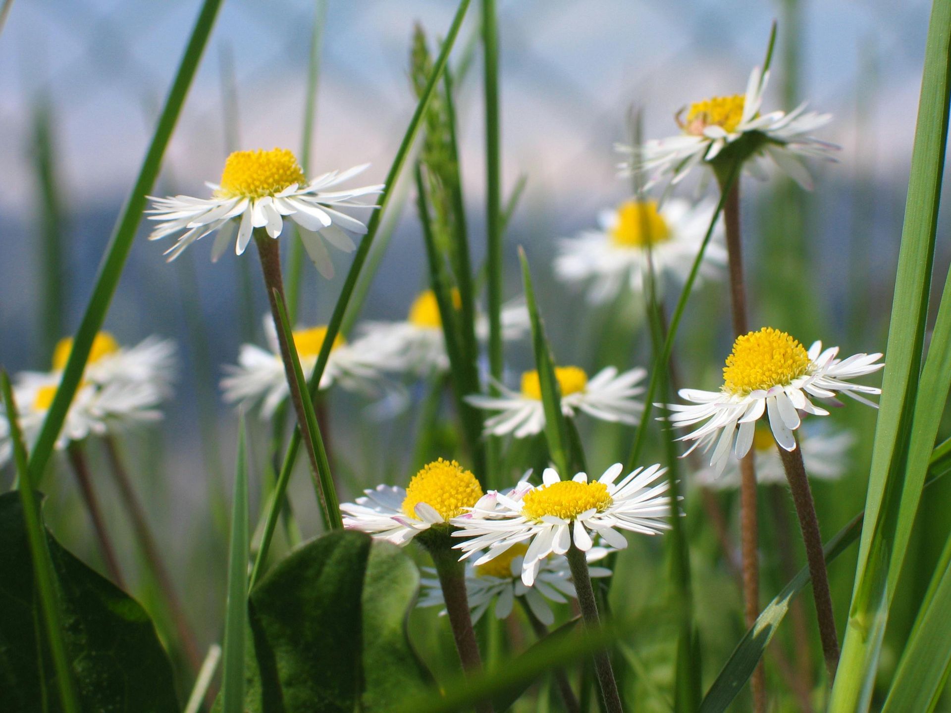 A Healing Herb (Chamomile) by Sue Cartwright, Spiral Leaf A Healing Herb (Chamomile) by Sue Cartwright, Spiral Leaf