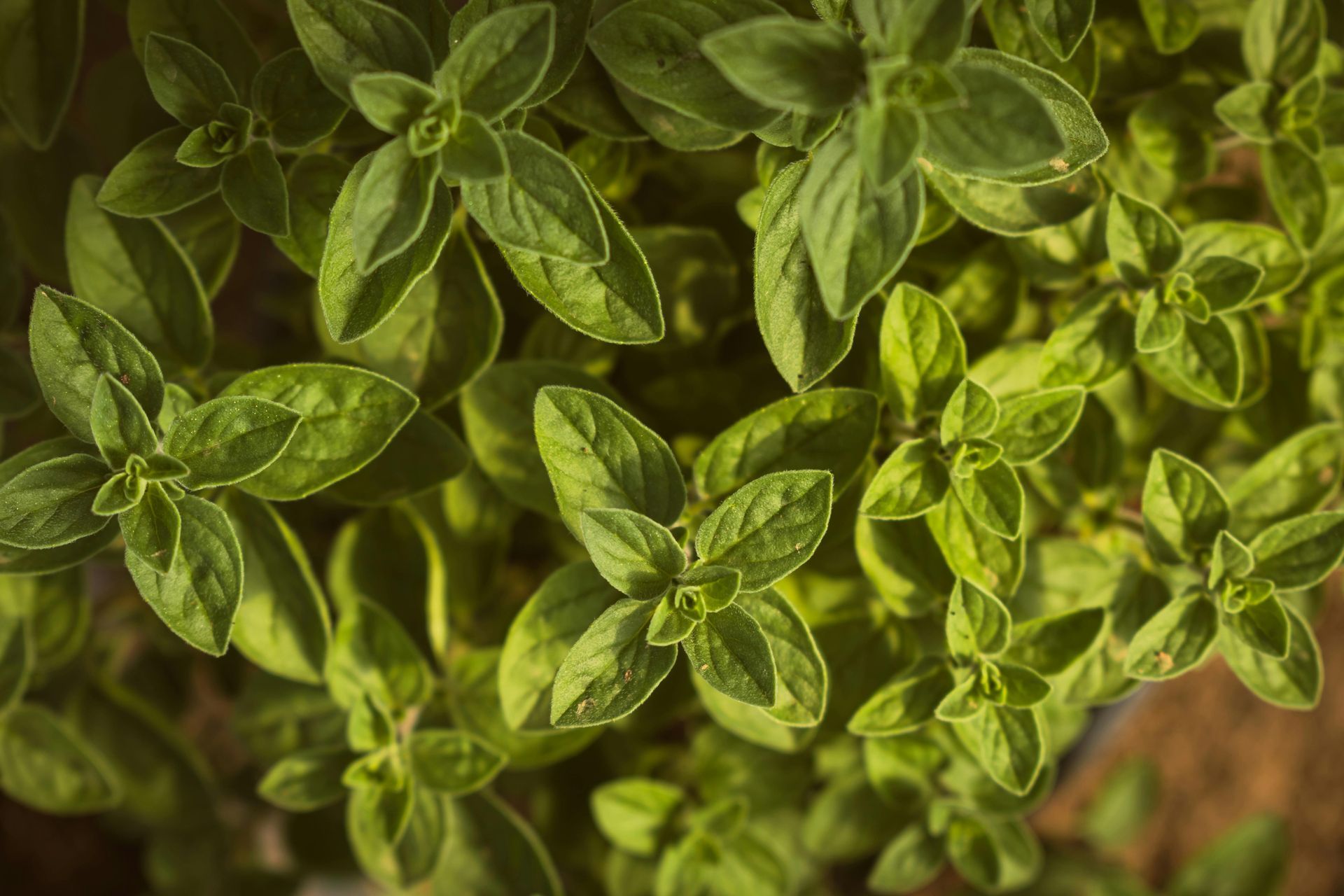 A Healing Herb (Marjoram) by Sue Cartwright, Spiral Leaf A Healing Herb (Marjoram) by Sue Cartwright, Spiral Leaf
