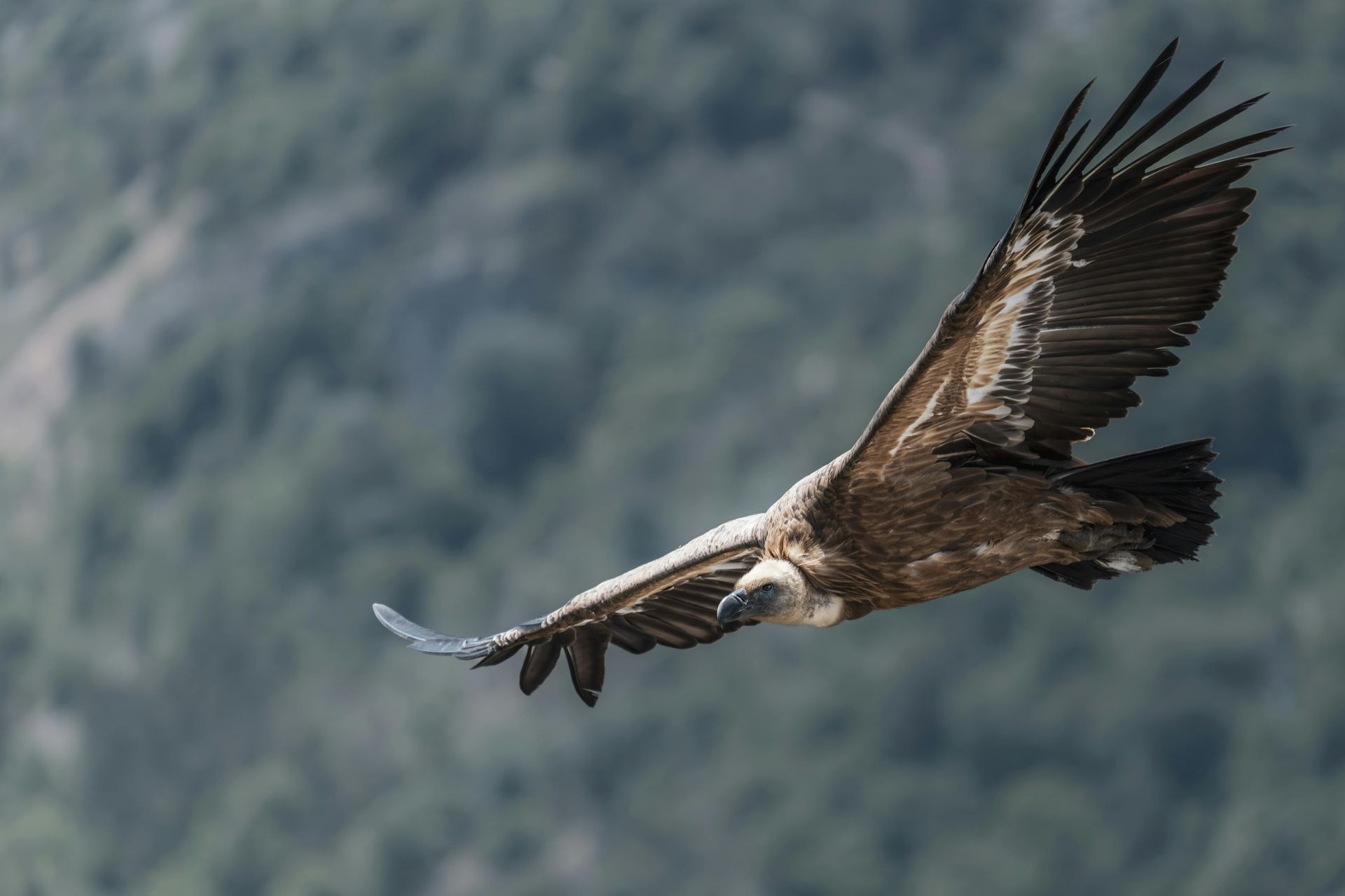 A poem about the powerful architypal energy of birds of prey
