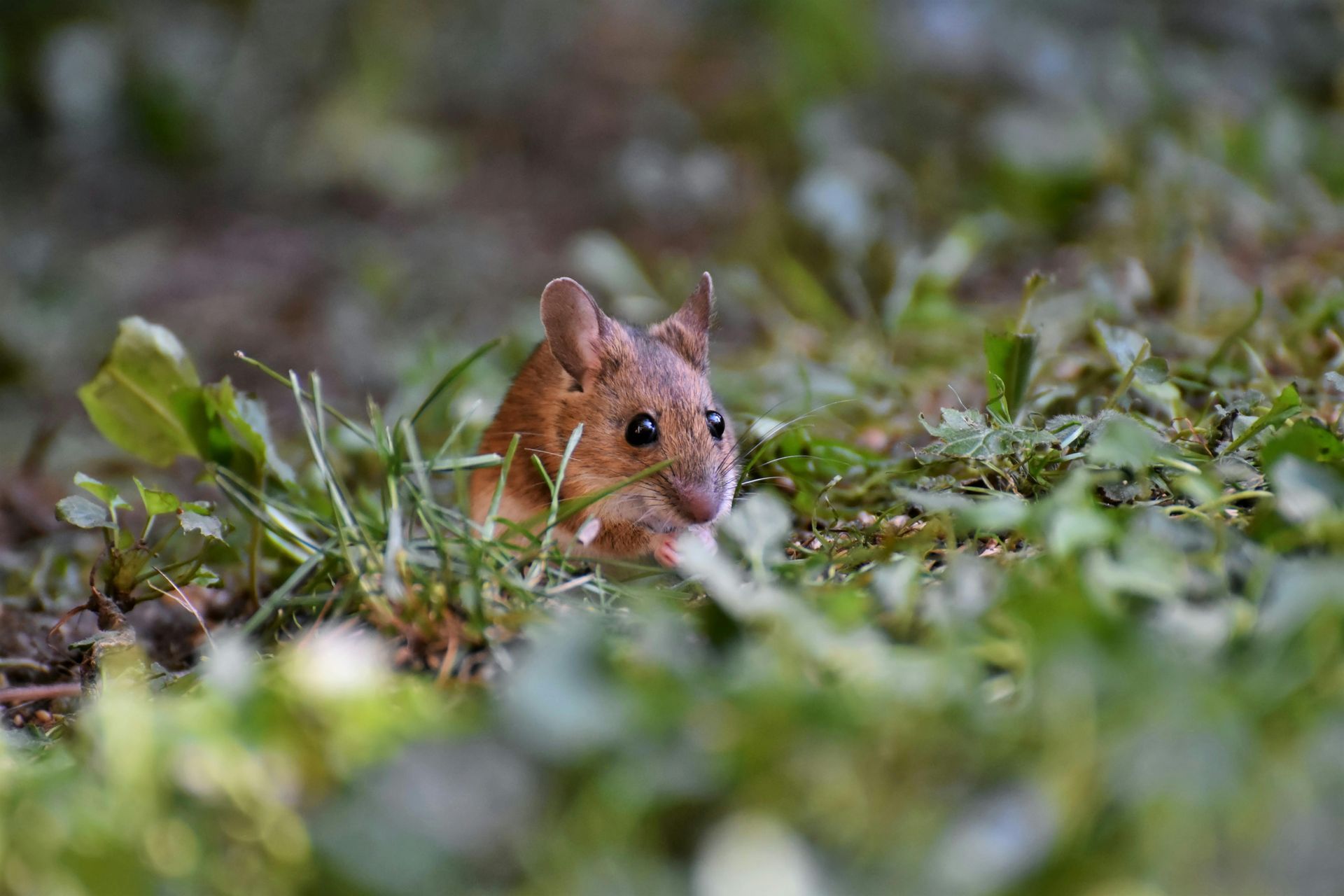 Welcome October (Almanac 2024) by Sue Cartwright, Spiral Leaf