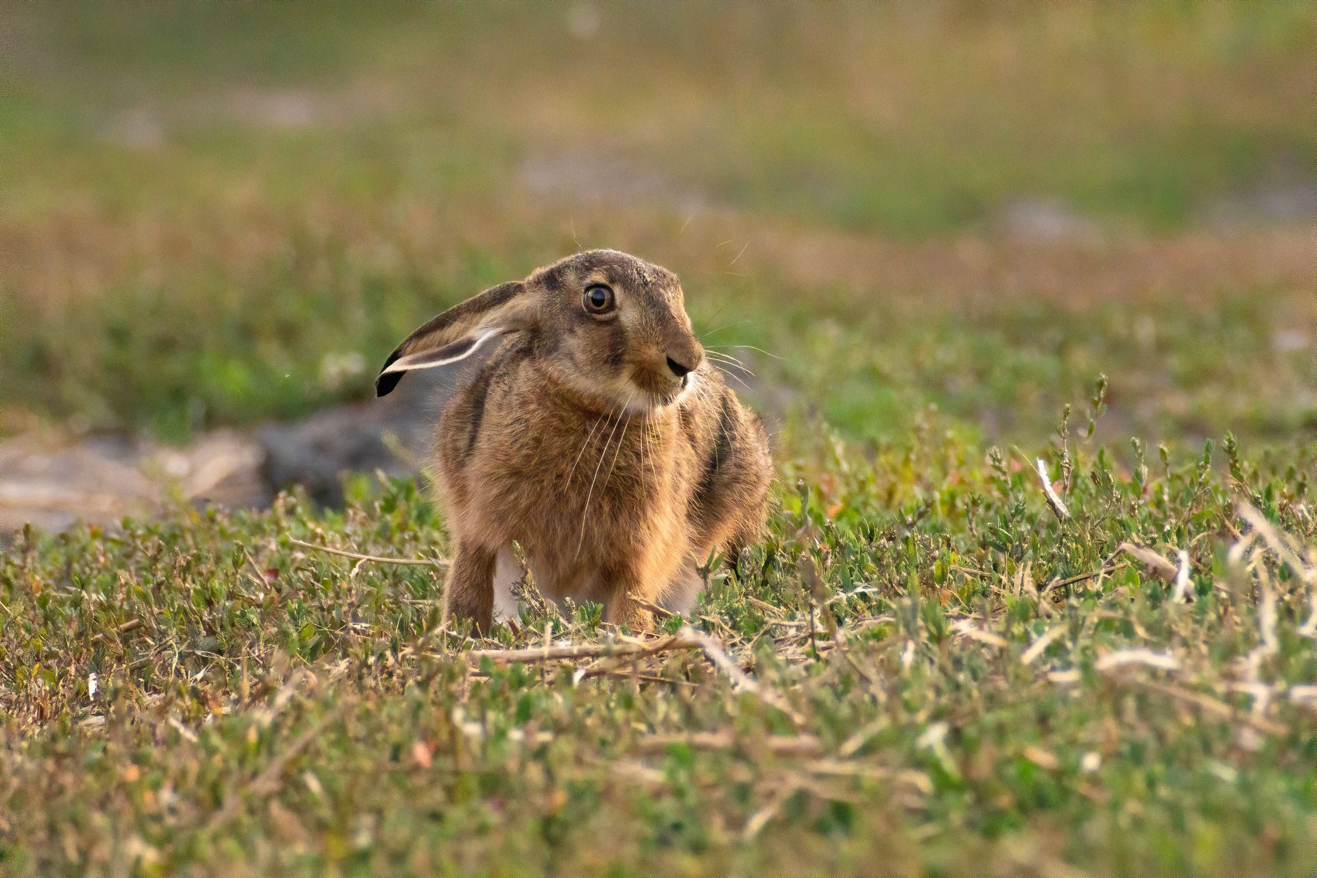 Raising Hare by Chloe Dalton - A Book Review by Sue Cartwright, Spiral Leaf Raising Hare by Chloe Dalton - A Book Review by Sue Cartwright, Spiral Leaf