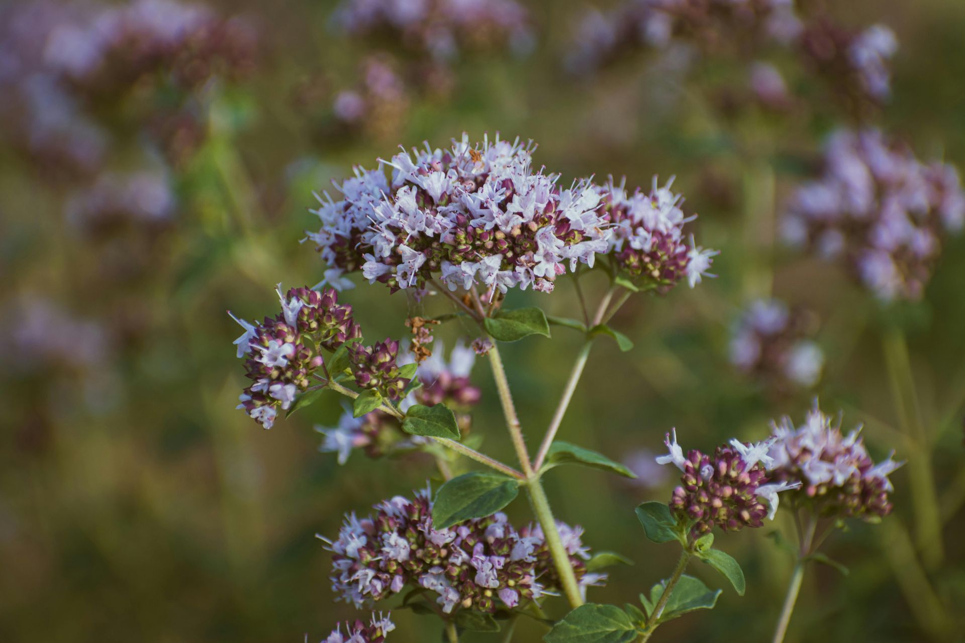 A Healing Herb (Marjoram) by Sue Cartwright, Spiral Leaf A Healing Herb (Marjoram) by Sue Cartwright, Spiral Leaf