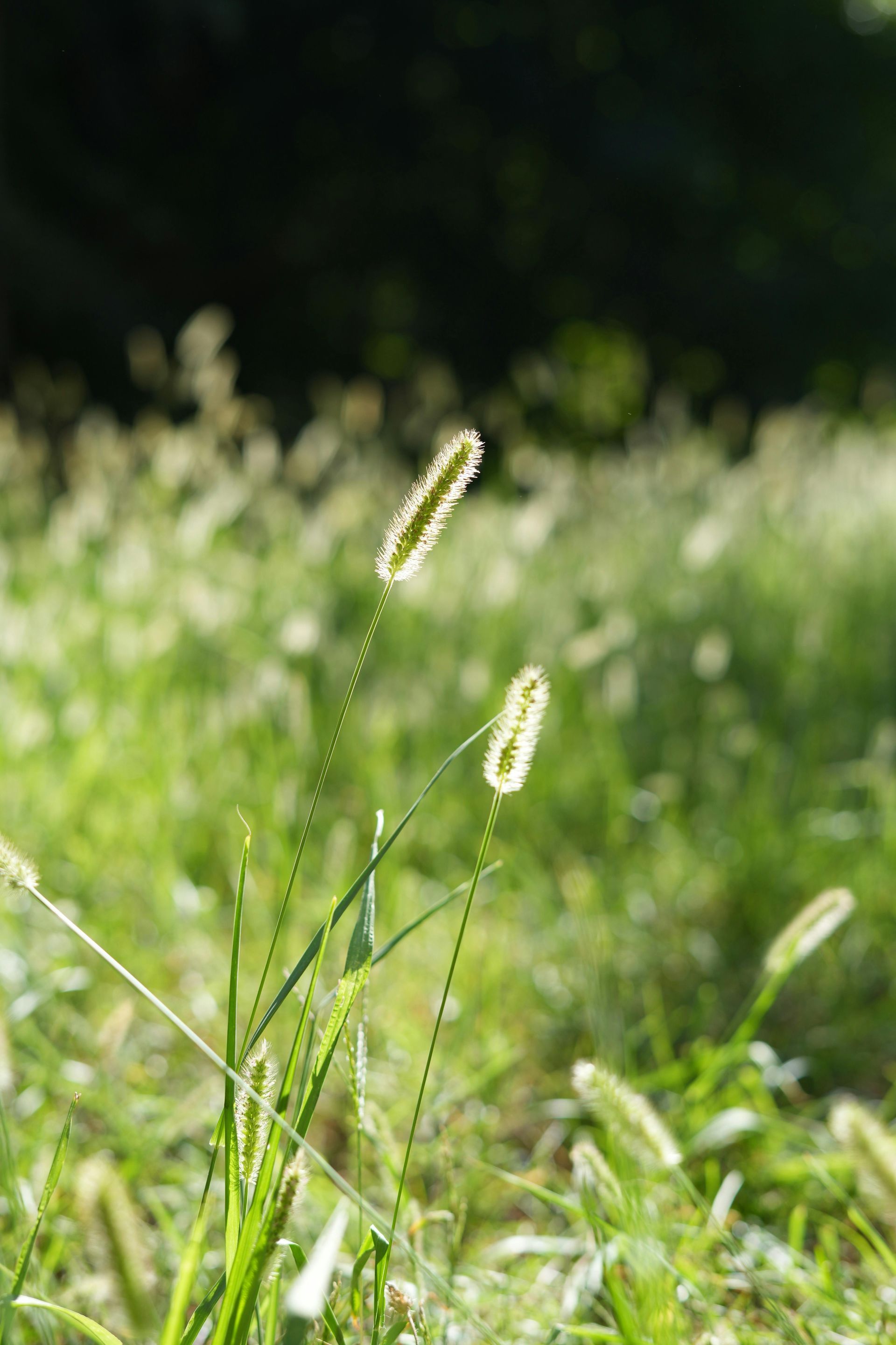 Things to do in Nature in April by Sue Cartwright, Spiral Leaf