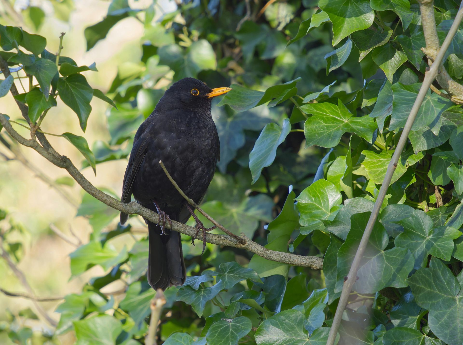 Things to do in Nature in April by Sue Cartwright, Spiral Leaf