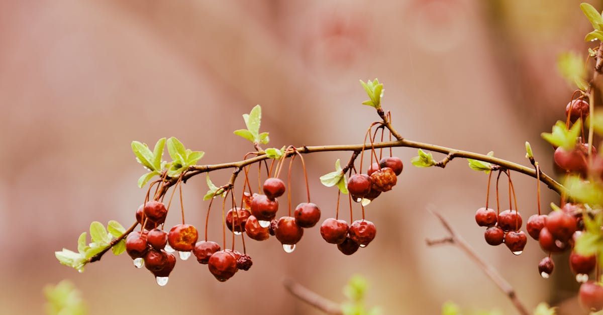 Winter Solstice - A Poem by Sue Cartwright, Spiral Leaf