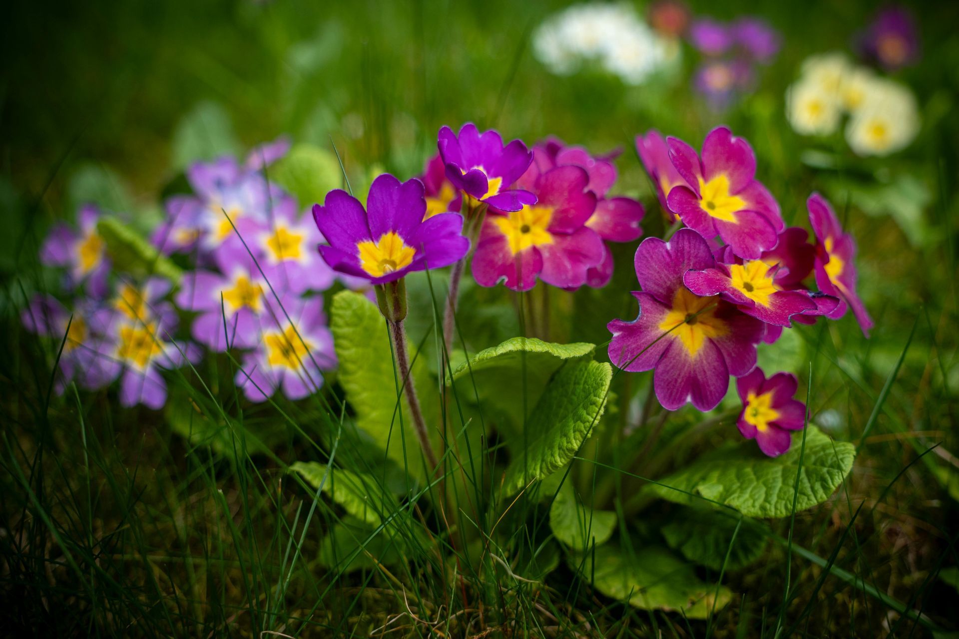 Full Pink Moon in Libra - A Poem by Sue Cartwright