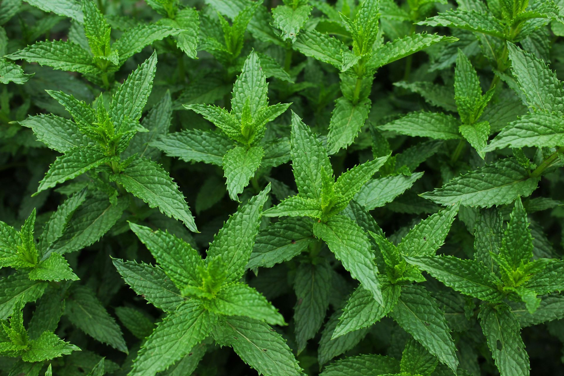 A Healing Herb (Mint) by Sue Cartwright, Spiral Leaf