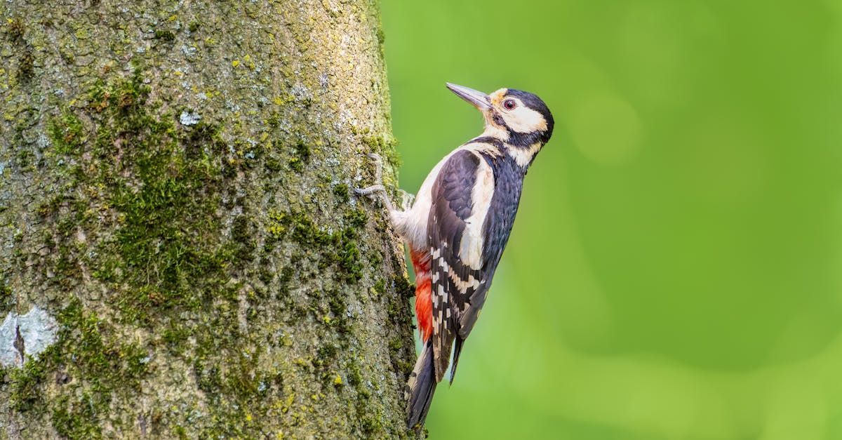 Welcome February - A Poem by Sue Cartwright, Spiral Leaf
