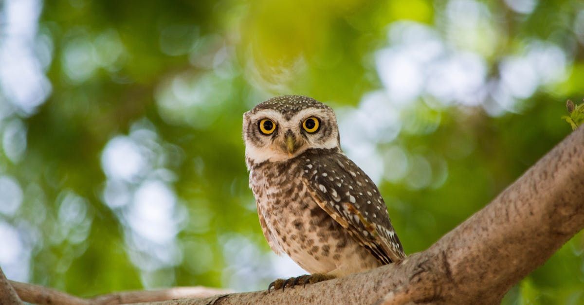 The Wise Owl by Sue Cartwright, Spiral Leaf