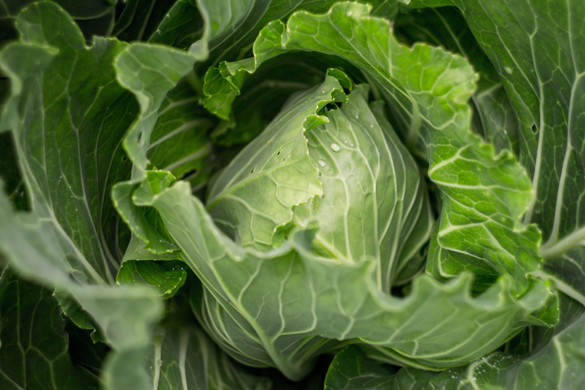 A Healing Mineral (Magnesium) by Sue Cartwright, Spiral Leaf