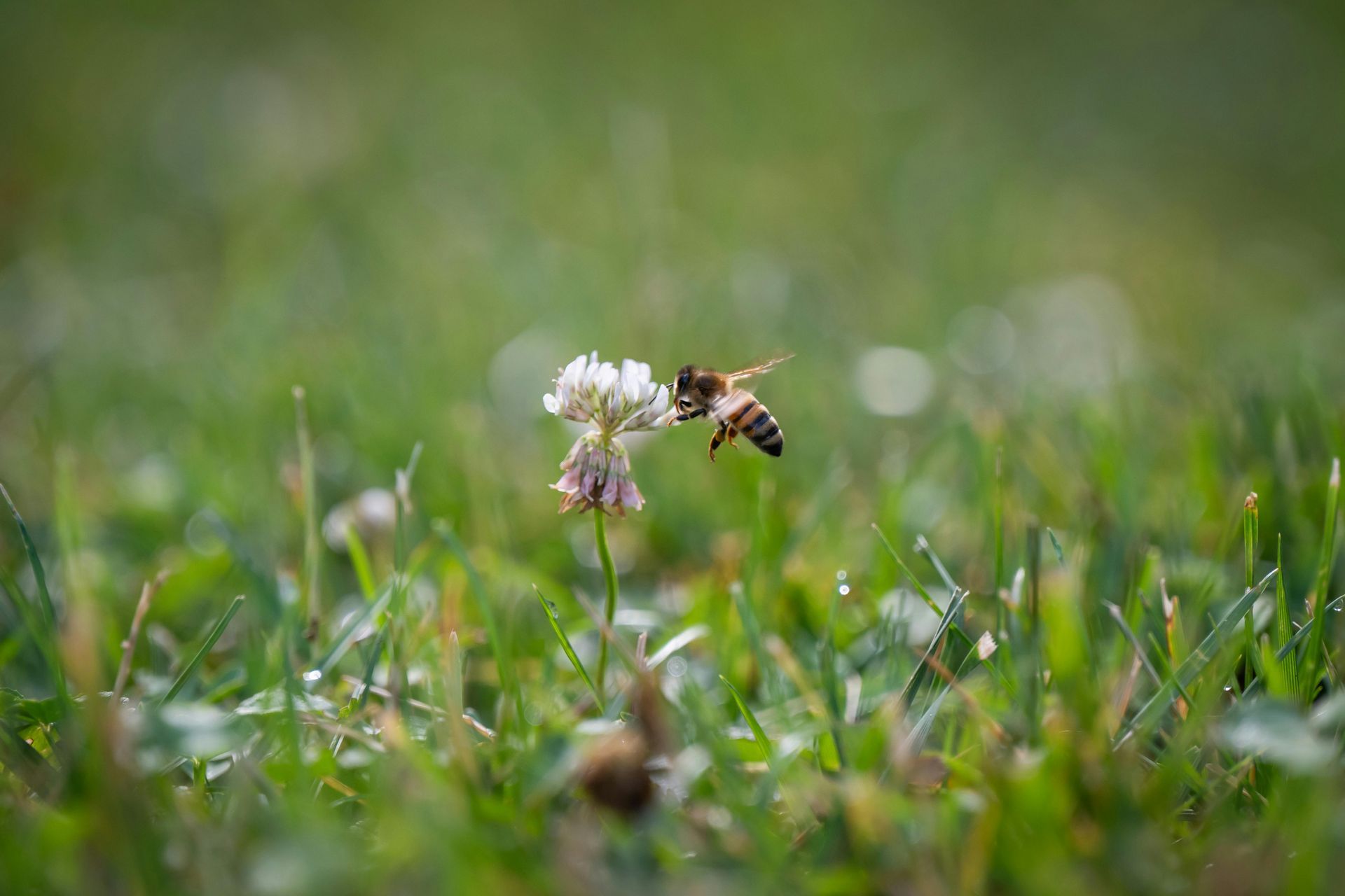 Things to do in Nature in April by Sue Cartwright, Spiral Leaf