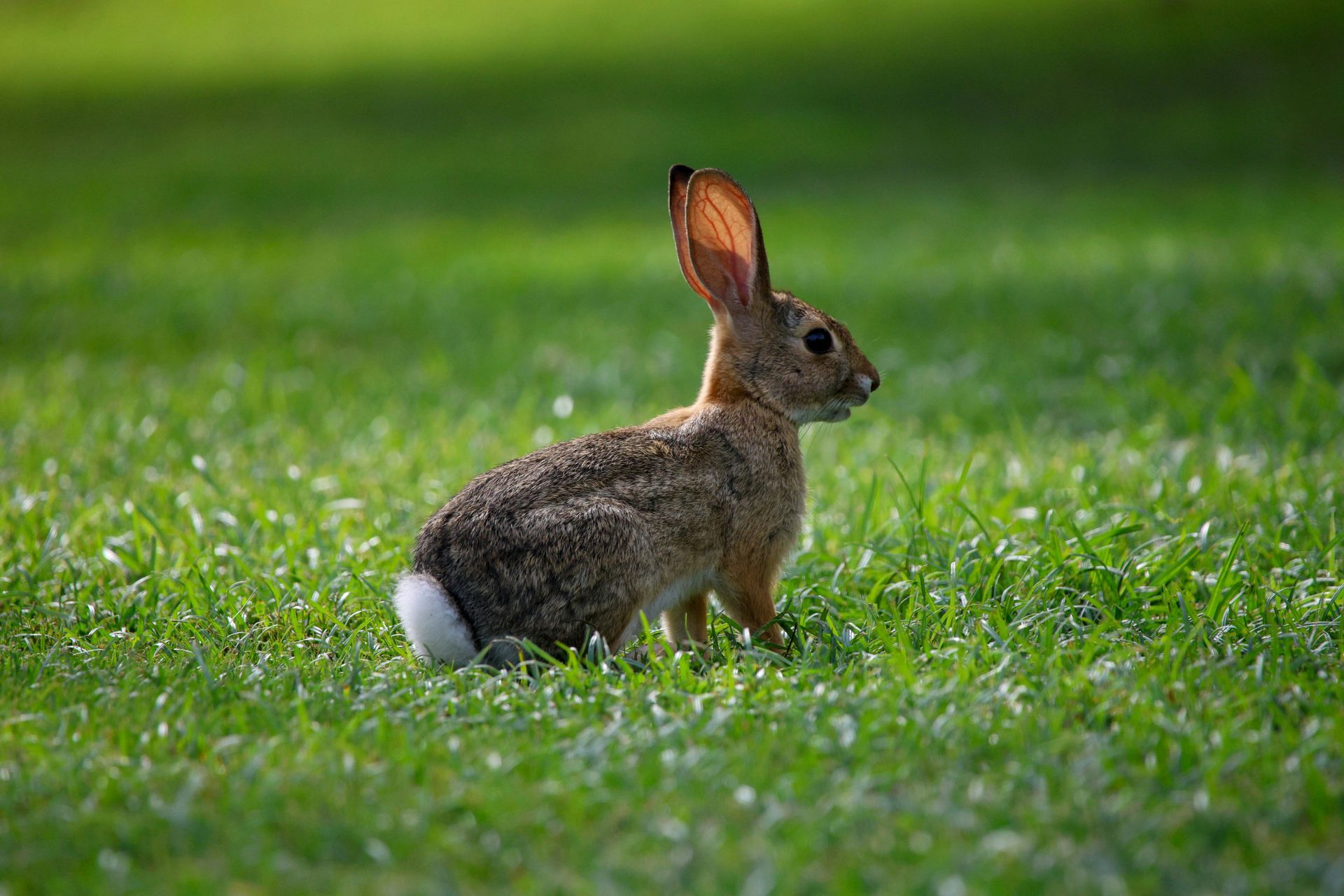 Things to do in Nature in April by Sue Cartwright, Spiral Leaf
