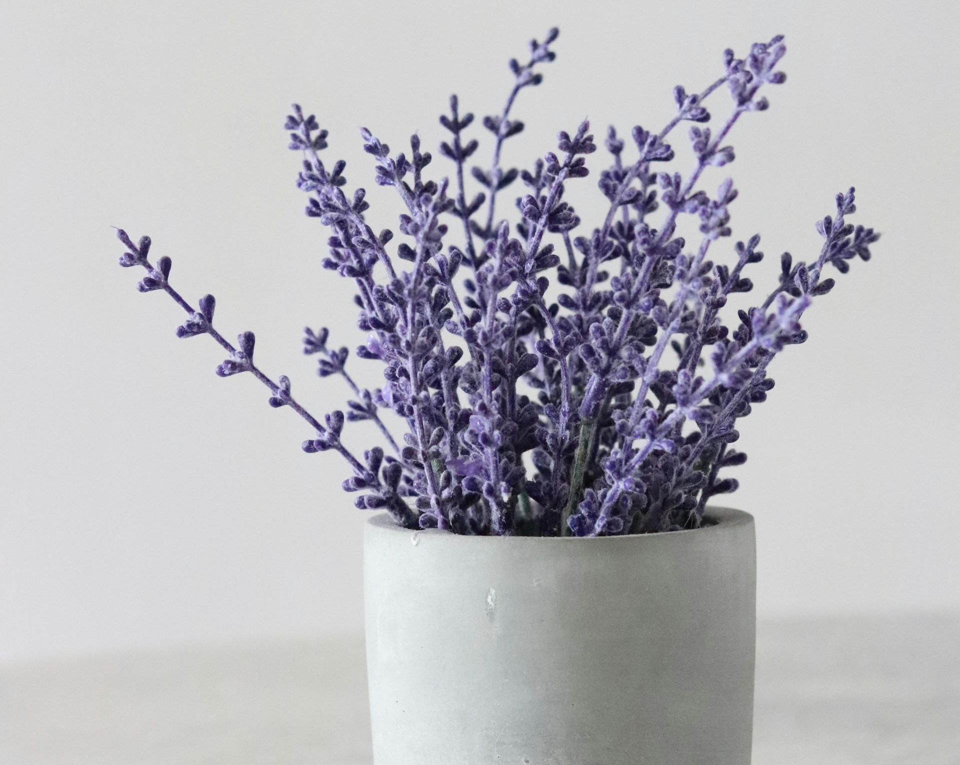A Healing Herb (Lavender) by Sue Cartwright, Spiral Leaf