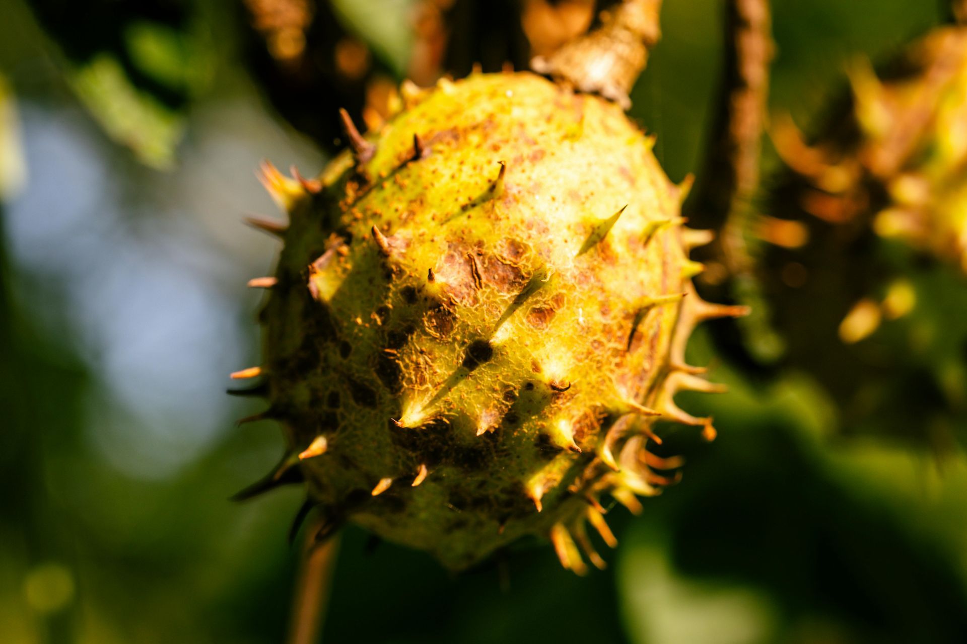 Welcome October - A Poem by Sue Cartwright, Spiral Leaf