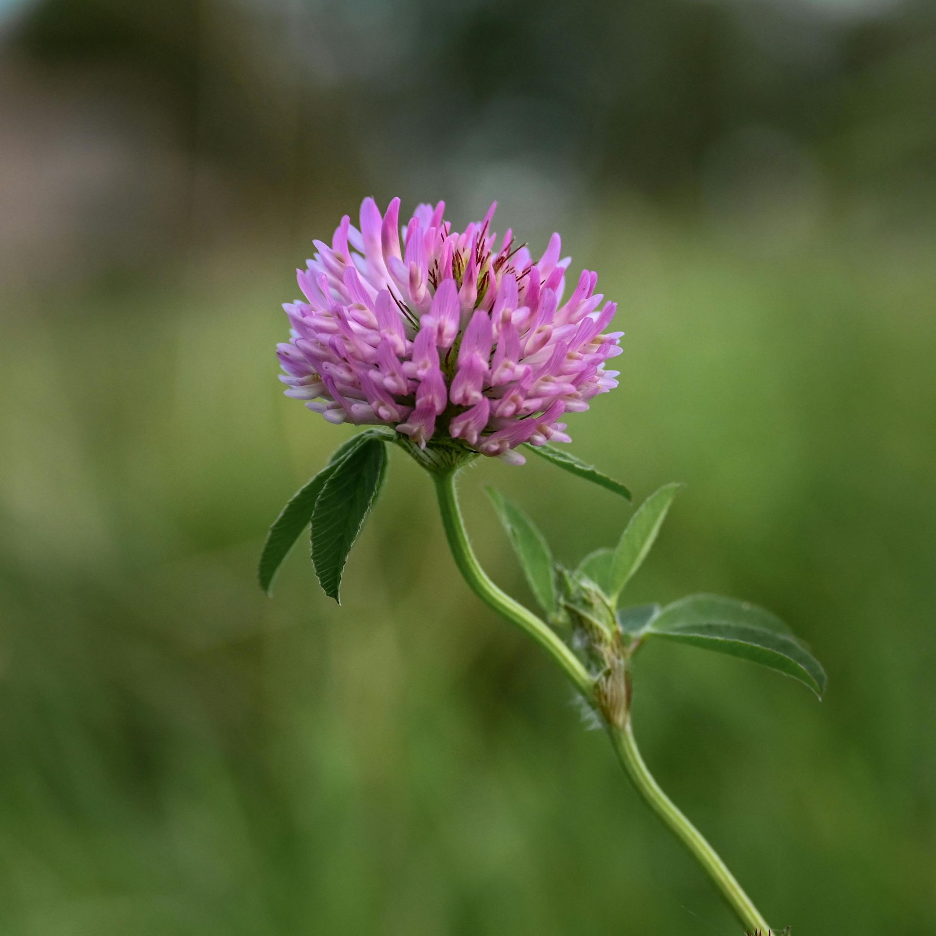 A Healing Herb (Red Clover) by Sue Cartwright, Spiral Leaf
