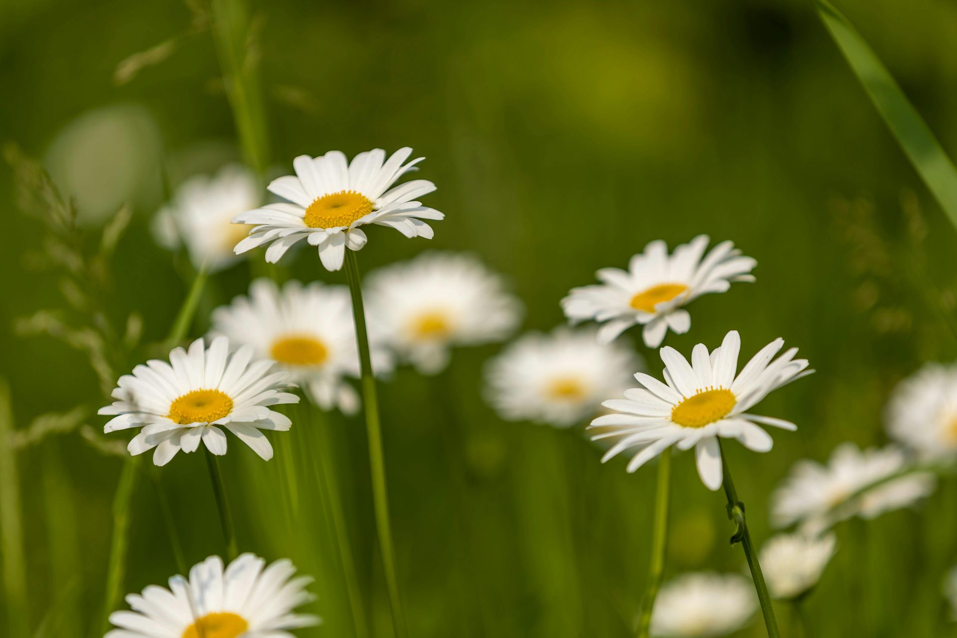 Welcome April (2026) by Sue Cartwright, Spiral Leaf