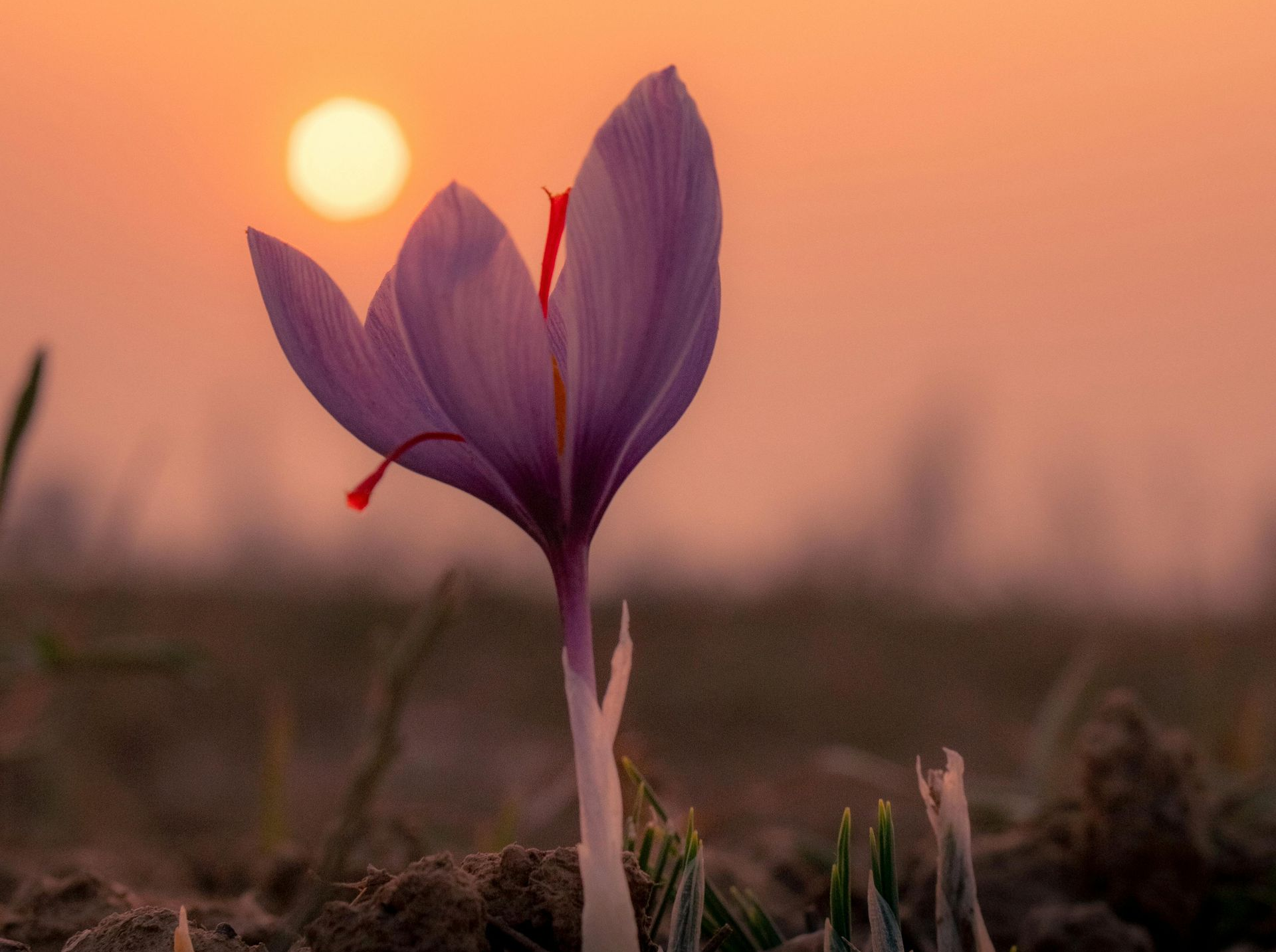 A Healing Spice (Saffron) by Sue Cartwright, Spiral Leaf