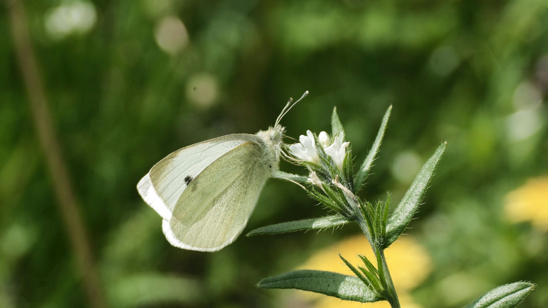 Things to do in Nature in April by Sue Cartwright, Spiral Leaf
