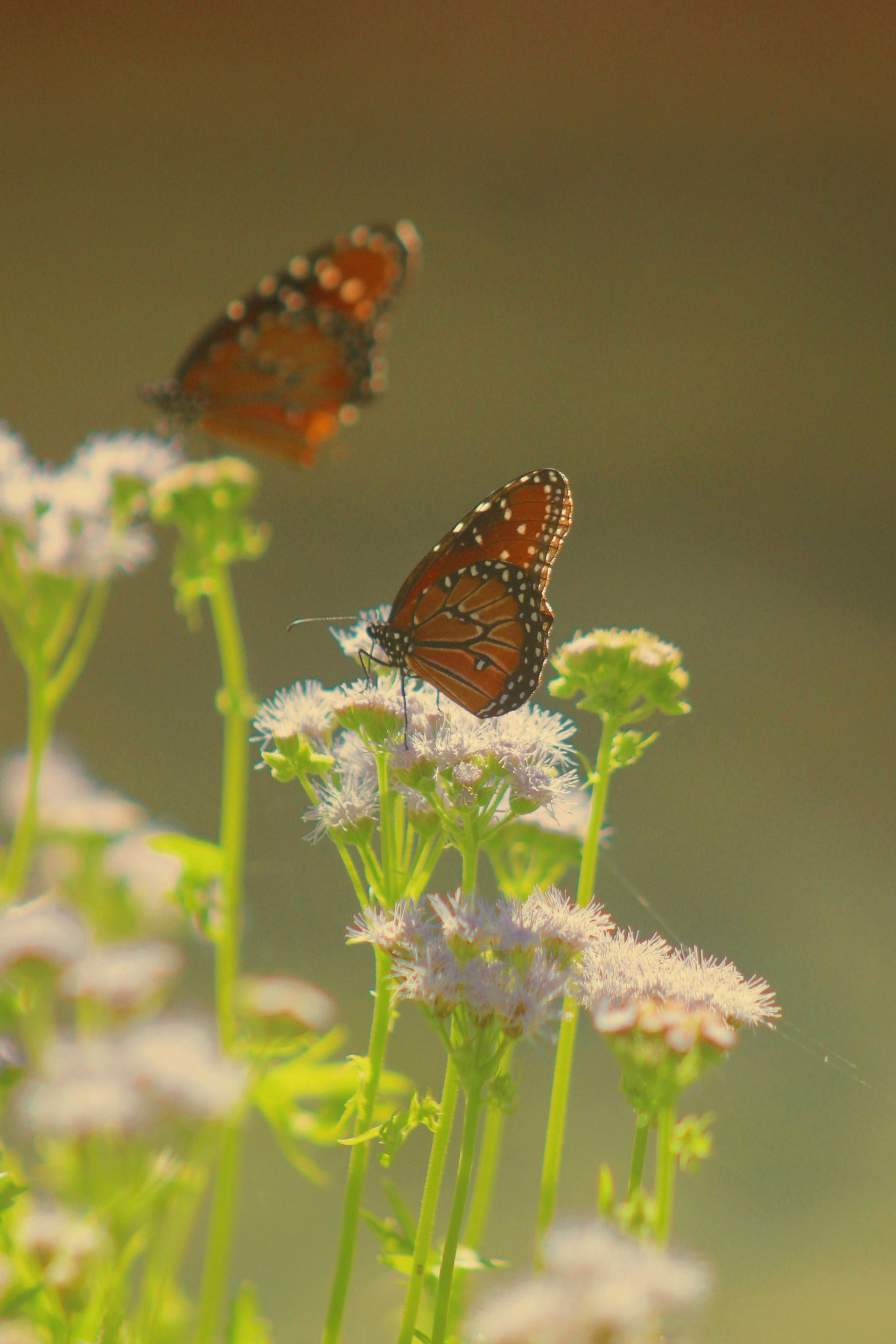 Things to do in Nature in April by Sue Cartwright, Spiral Leaf