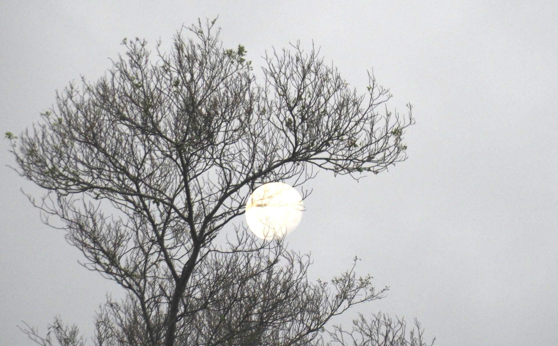 Full Snow Moon in Leo - Monday 12 February by Sue Cartwright, Spiral Leaf