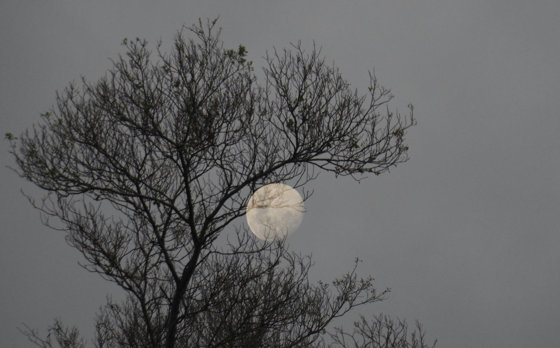 Full Snow Moon in Leo - Monday 12 February by Sue Cartwright, Spiral Leaf