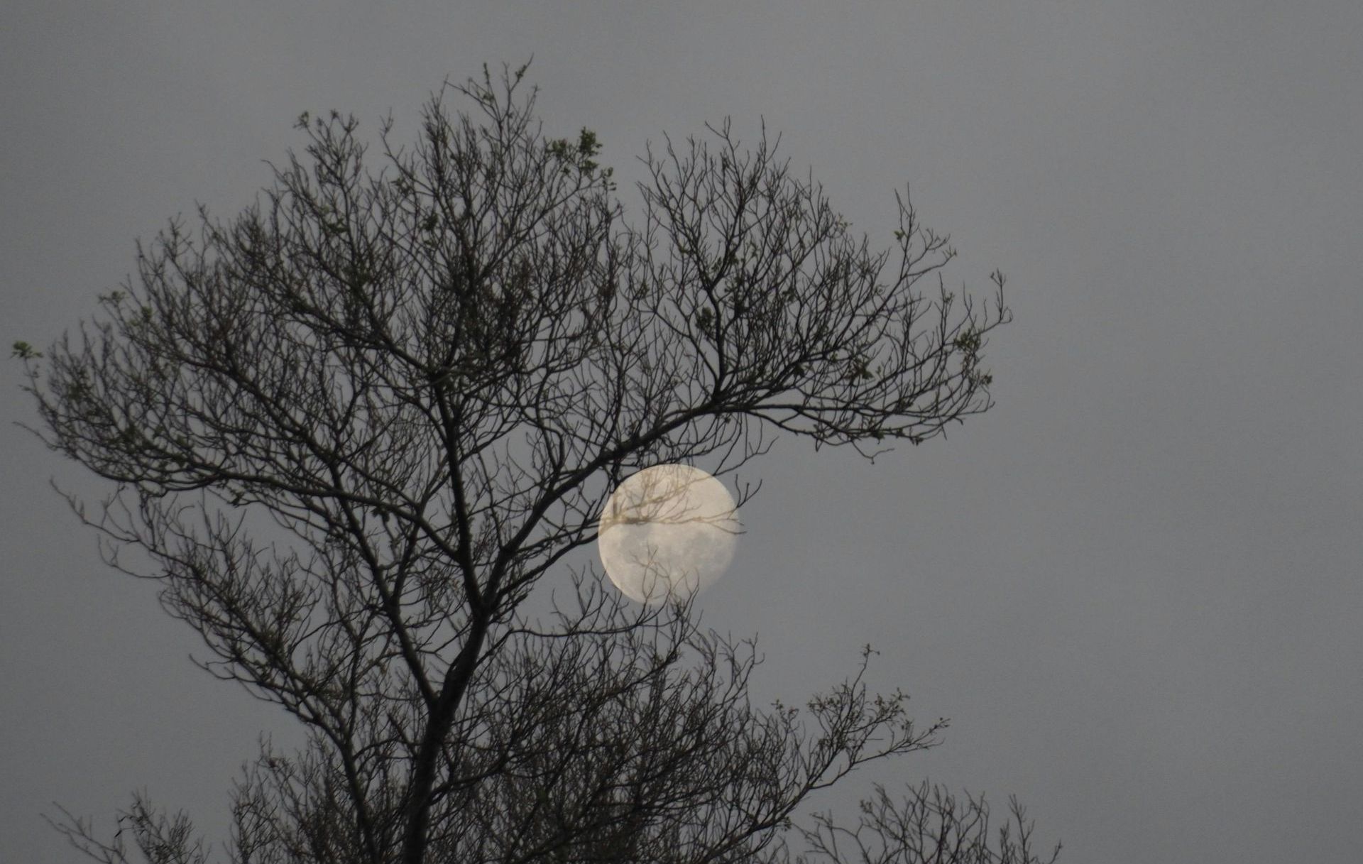 Full Snow Moon in Leo - A poem by Sue Cartwright, Spiral Leaf