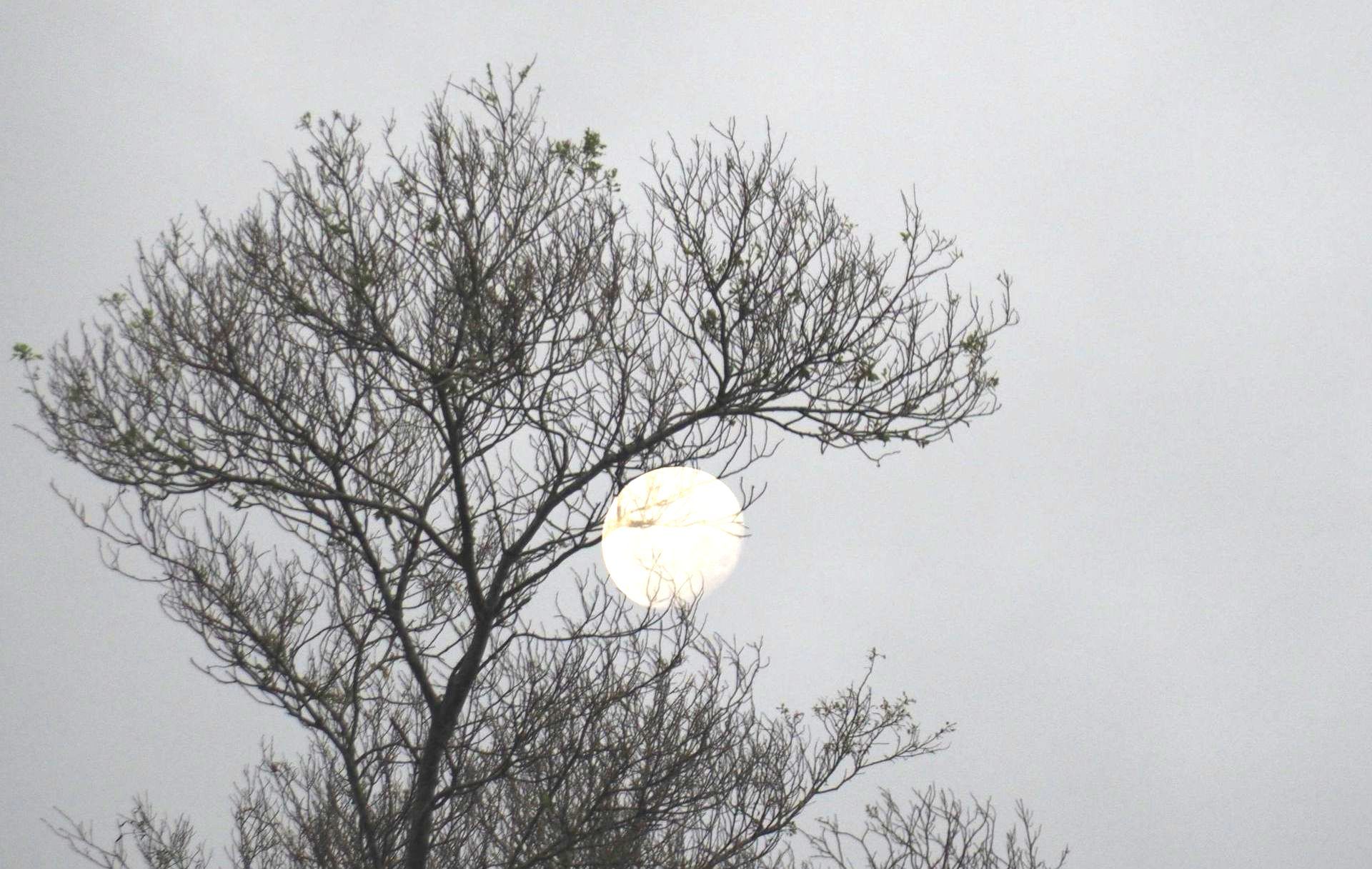 Full Snow Moon in Leo - A poem by Sue Cartwright, Spiral Leaf