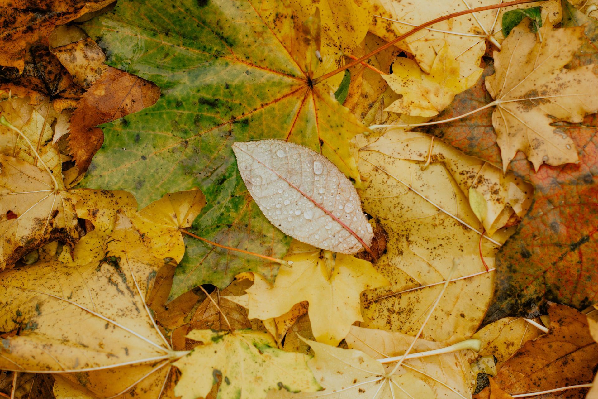 Welcome October (Almanac 2025) by Sue Cartwright, Spiral Leaf Welcome October (Almanac 2025) by Sue Cartwright, Spiral Leaf