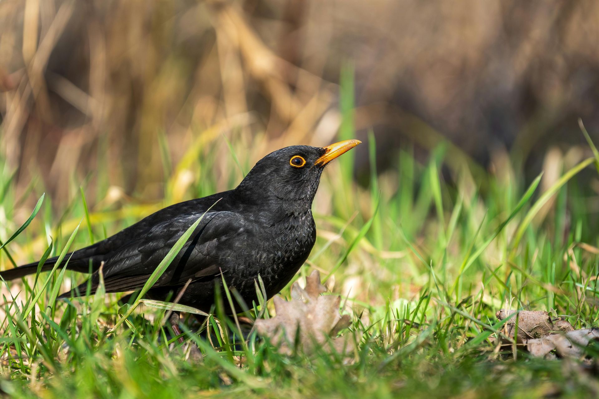Things to do in Nature in April by Sue Cartwright, Spiral Leaf