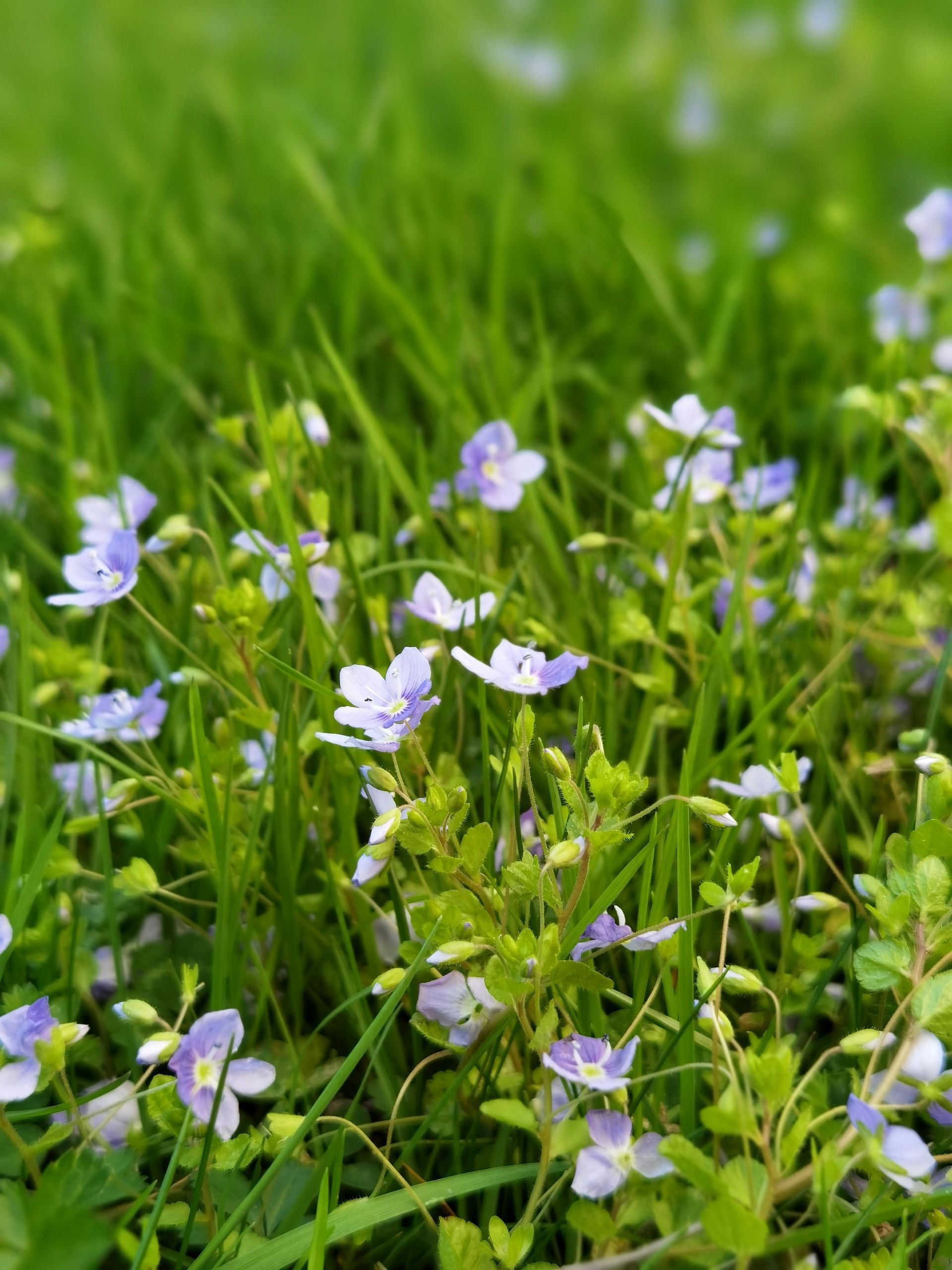 Things to do in Nature in April by Sue Cartwright, Spiral Leaf