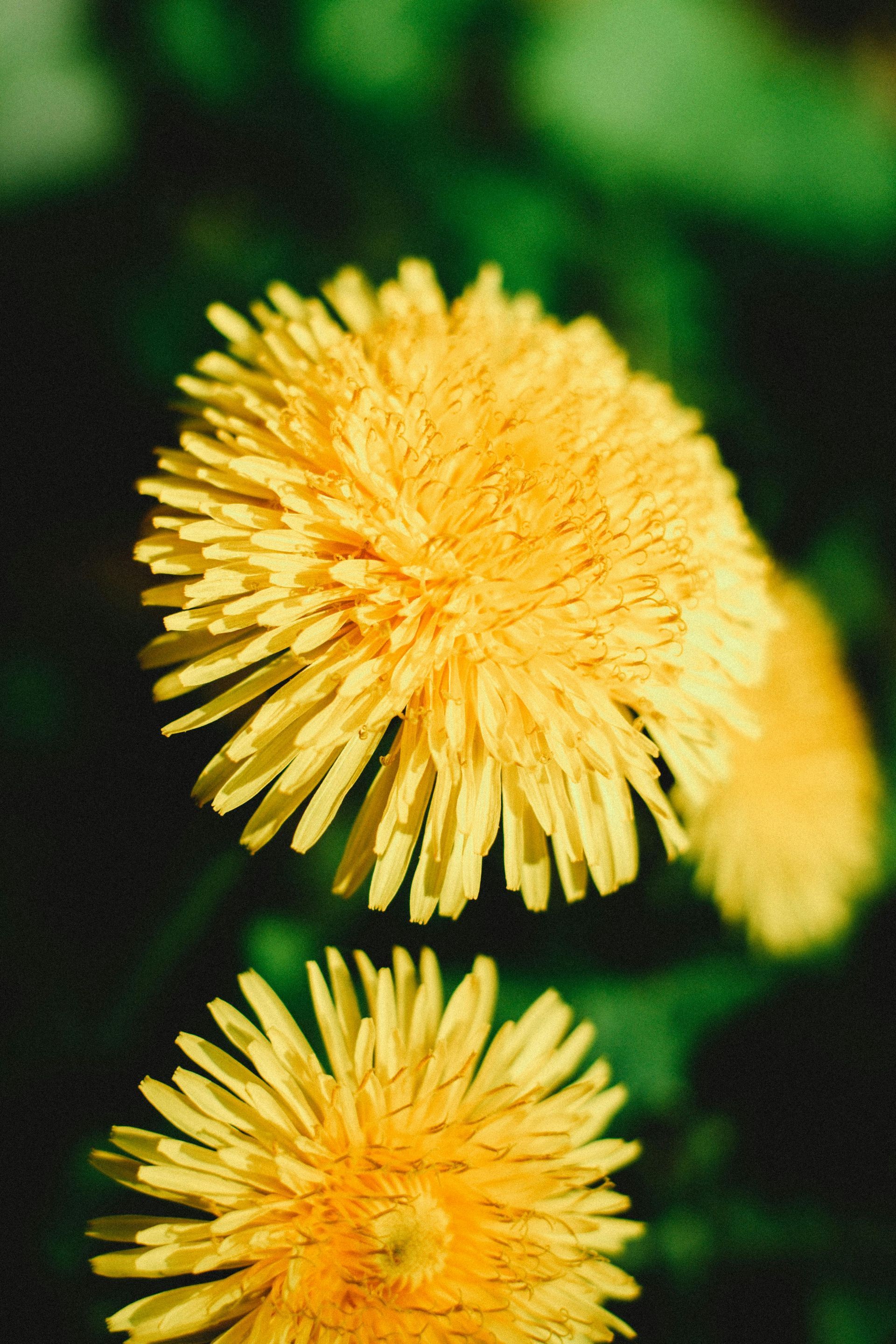 Things to do in Nature in May by Sue Cartwright, Spiral Leaf