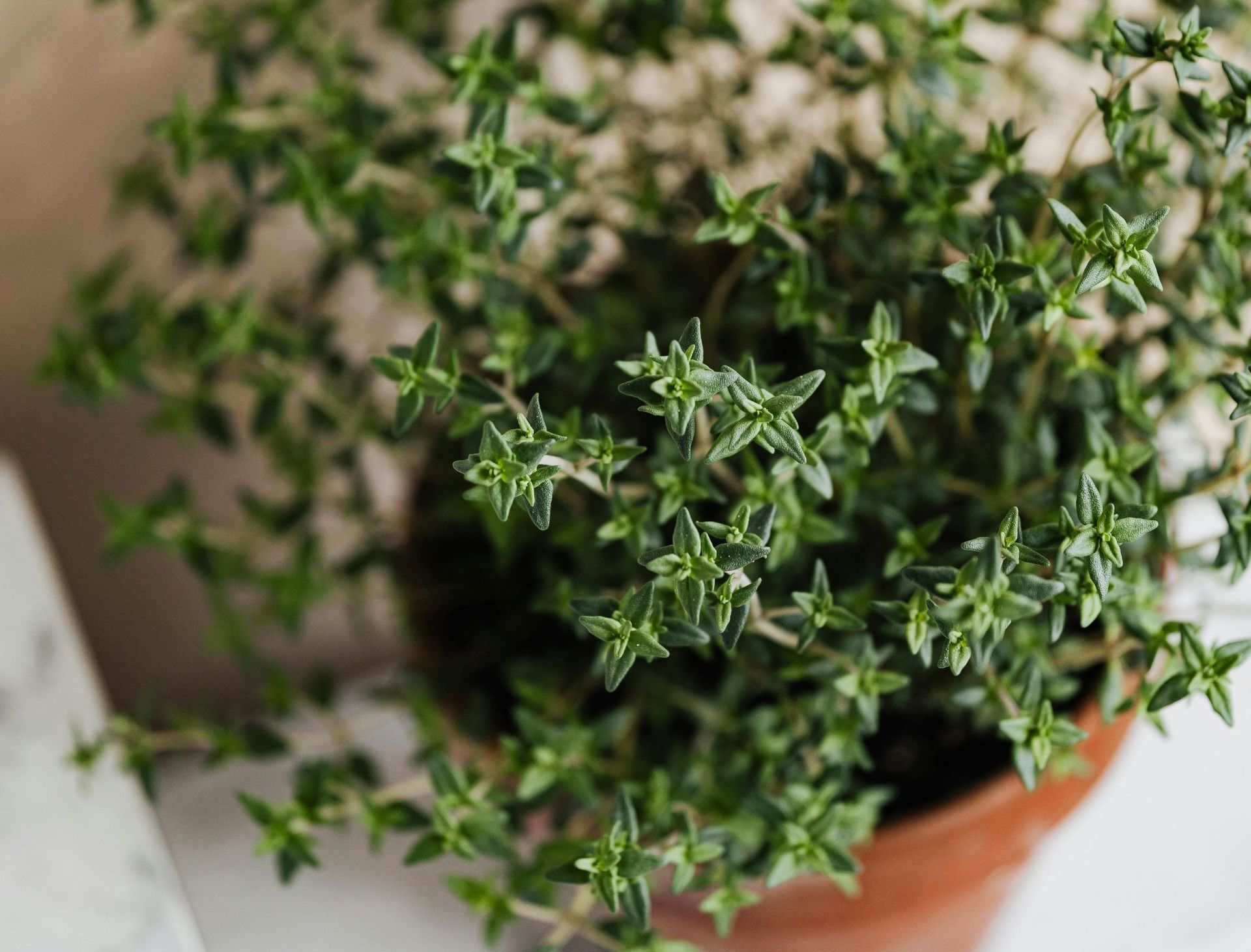 A Healing Herb (Thyme) by Sue Cartwright, Spiral Leaf