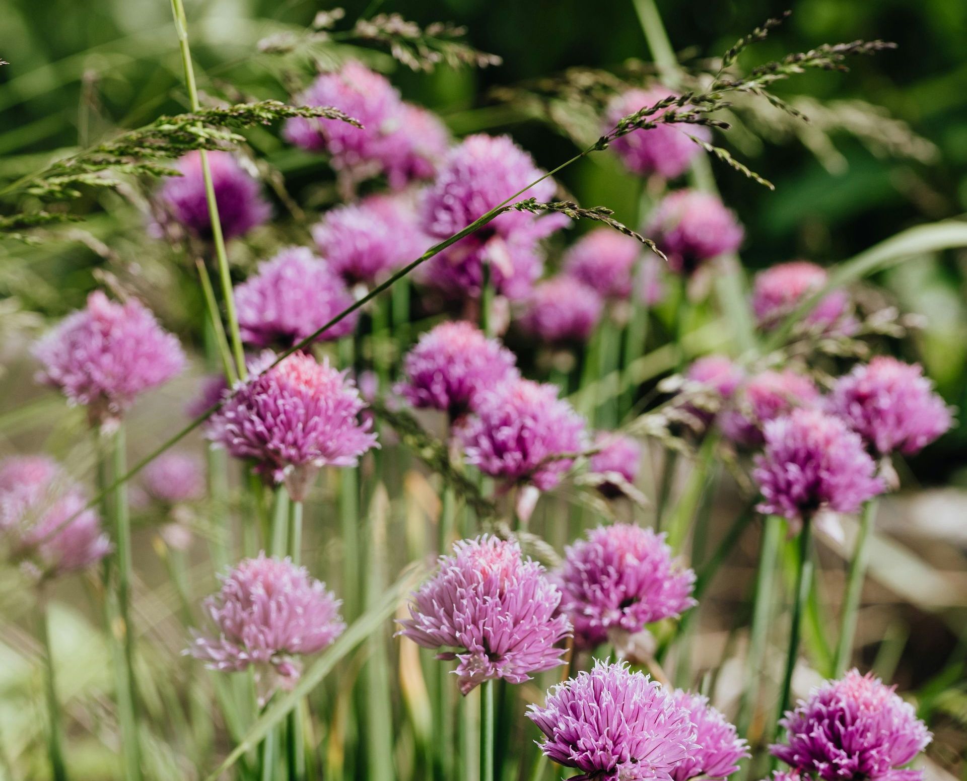 A Healing Herb (Chives) by Sue Cartwright, Spiral Leaf A Healing Herb (Chives) by Sue Cartwright, Spiral Leaf