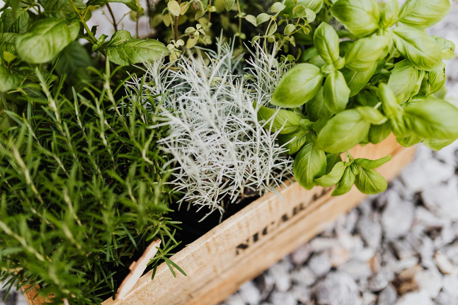 A Healing Herb (Marjoram) by Sue Cartwright, Spiral Leaf A Healing Herb (Marjoram) by Sue Cartwright, Spiral Leaf