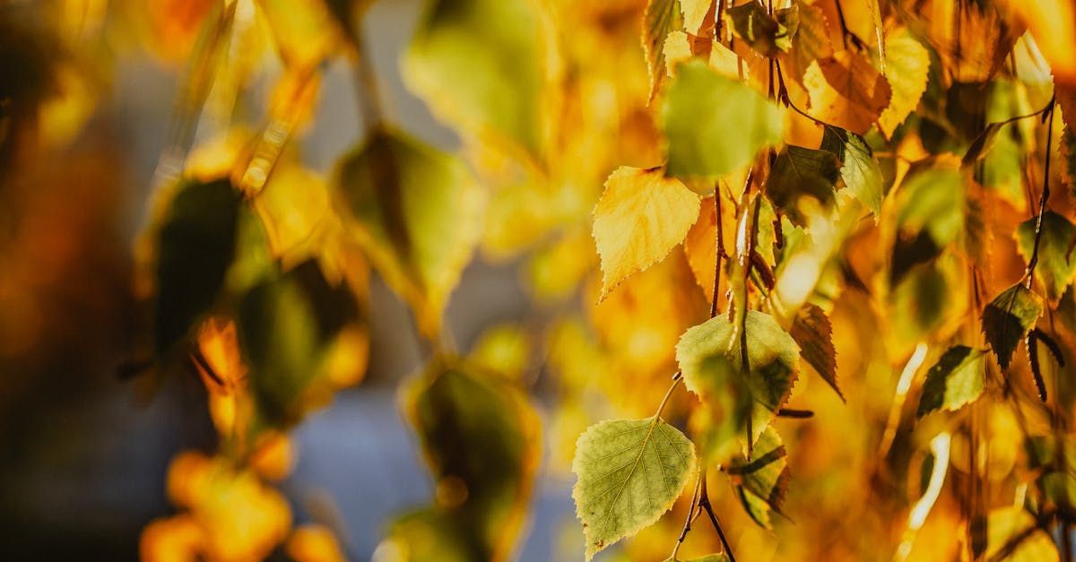 Welcome September by Sue Cartwright, Spiral Leaf