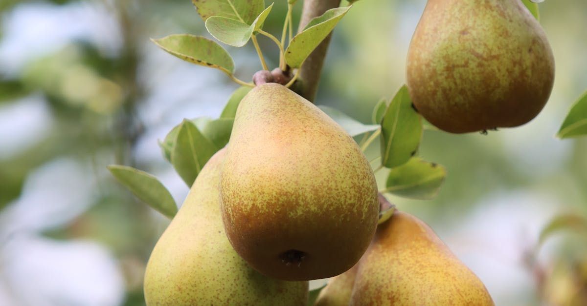 Welcome September - A Poem by Sue Cartwright, Spiral Leaf