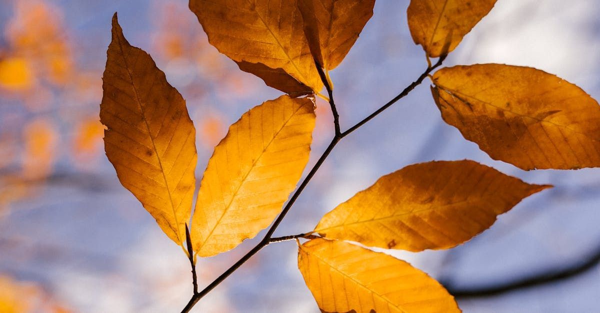 Welcome September (Almanac 2024) by Sue Cartwright, Spiral Leaf