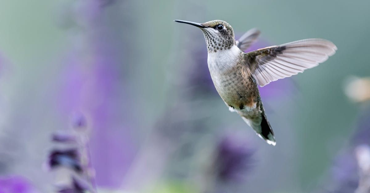 The Parable of the Hummingbird - A Metaphor for Life by Sue Cartwright, Spiral Leaf