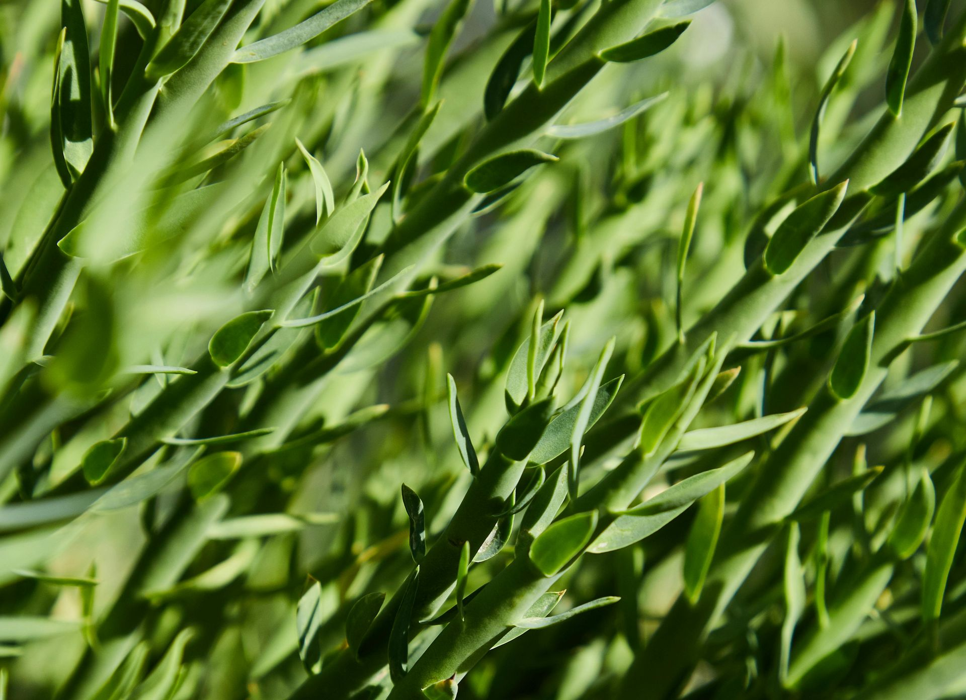 A Healing Herb (Tarragon) by Sue Cartwright, Spiral Leaf A Healing Herb (Tarragon) by Sue Cartwright, Spiral Leaf