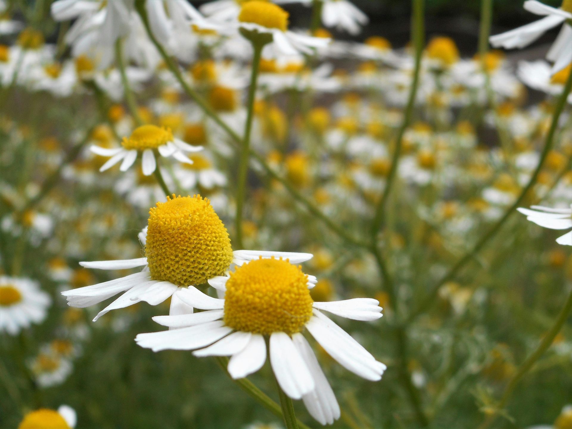 A Healing Herb (Chamomile) by Sue Cartwright, Spiral Leaf A Healing Herb (Chamomile) by Sue Cartwright, Spiral Leaf