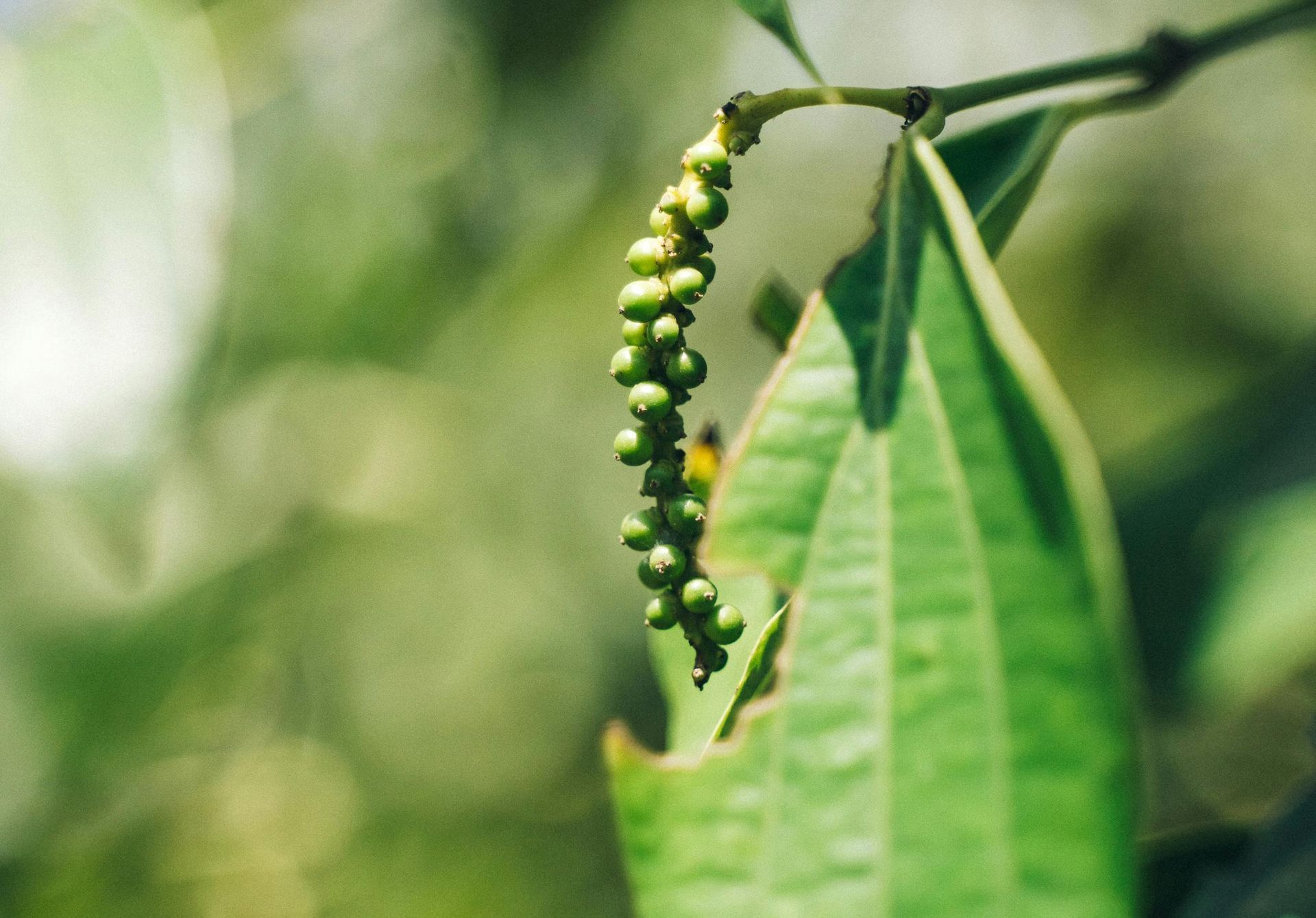 A Healing Spice (Black Pepper) by Sue Cartwright, Spiral Leaf