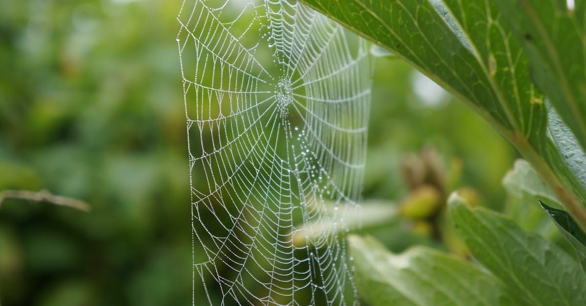 Welcome September - A Poem by Sue Cartwright, Spiral Leaf