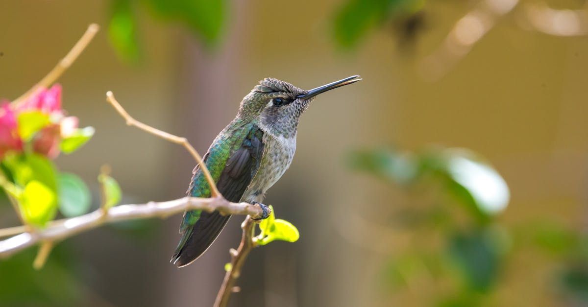 The Parable of the Hummingbird - A Metaphor for Life by Sue Cartwright, Spiral Leaf