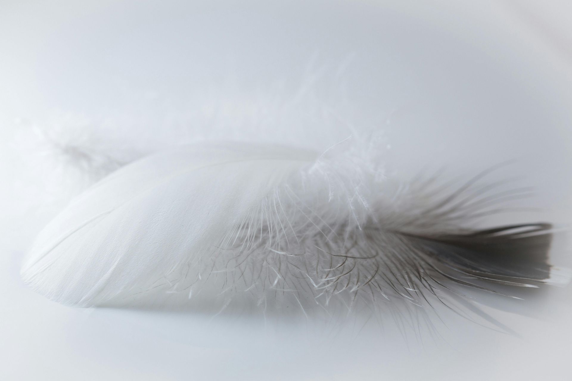 A poem about the beauty and perfection of Nature's feathers