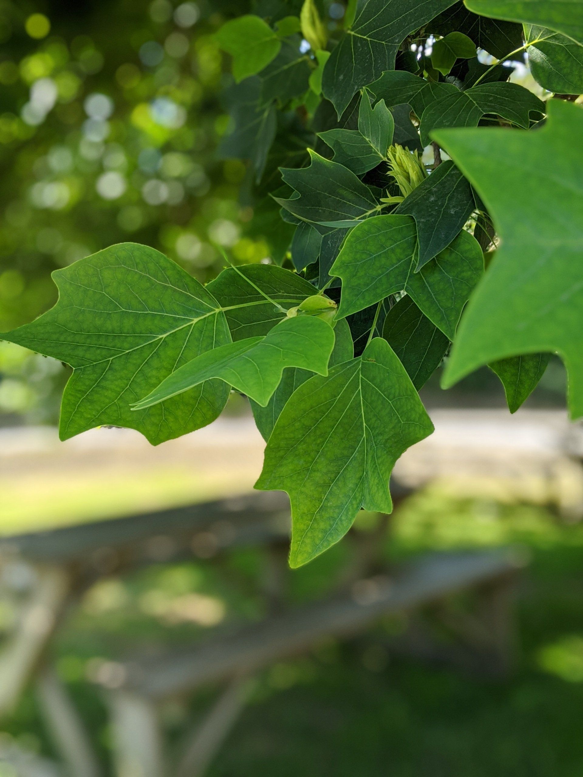Leaves Gallery - Photograph by Sue Cartwright, Spiral Leaf